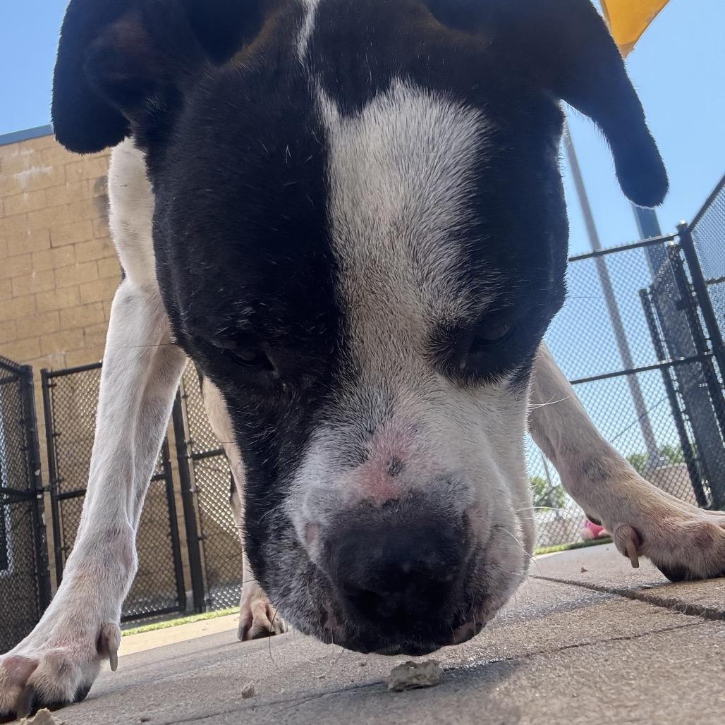 Enlarge Trudy, a Adoptable mixed breed in Norman, OK image 2/6