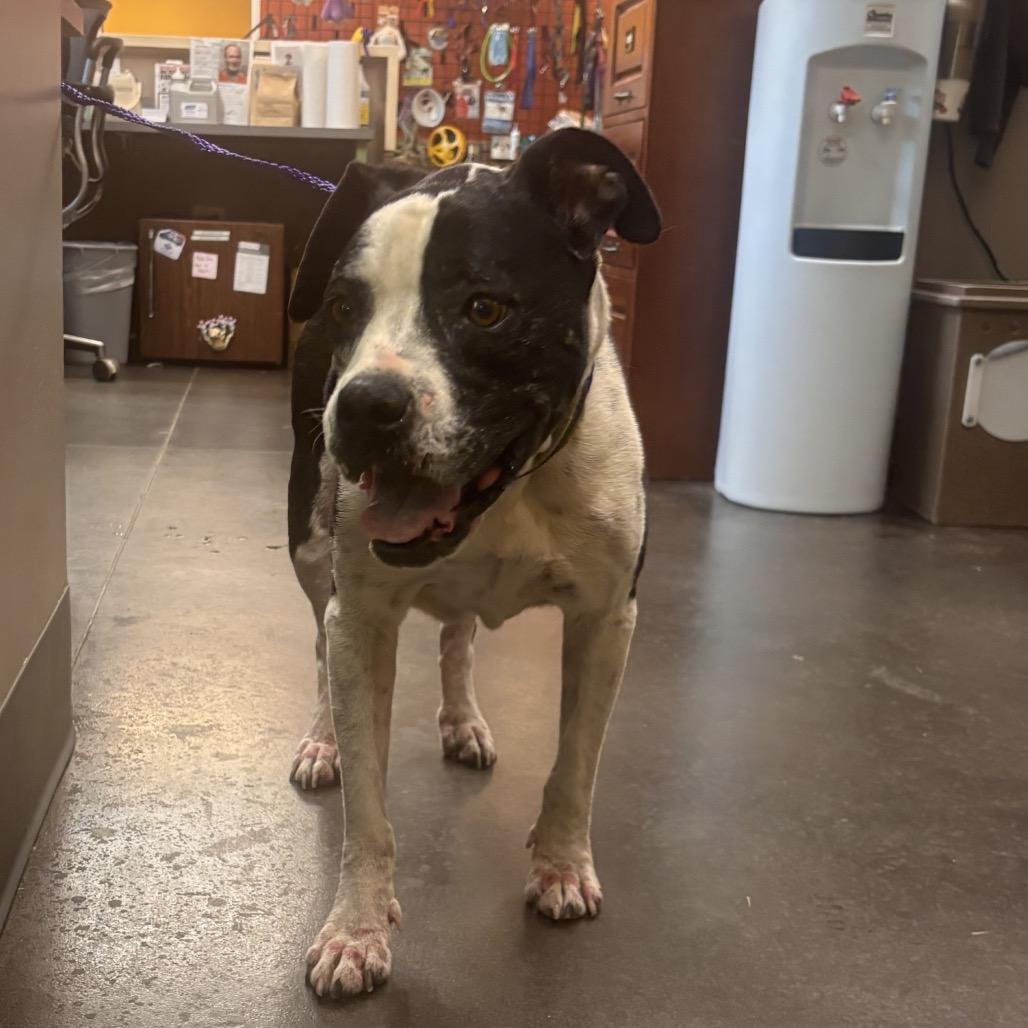 Enlarge Trudy, a Adoptable mixed breed in Norman, OK image 3/6