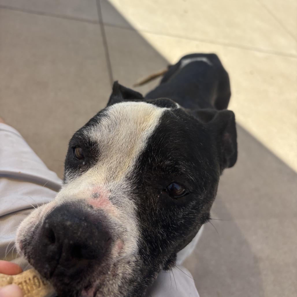 Enlarge Trudy, a Adoptable mixed breed in Norman, OK image 4/6