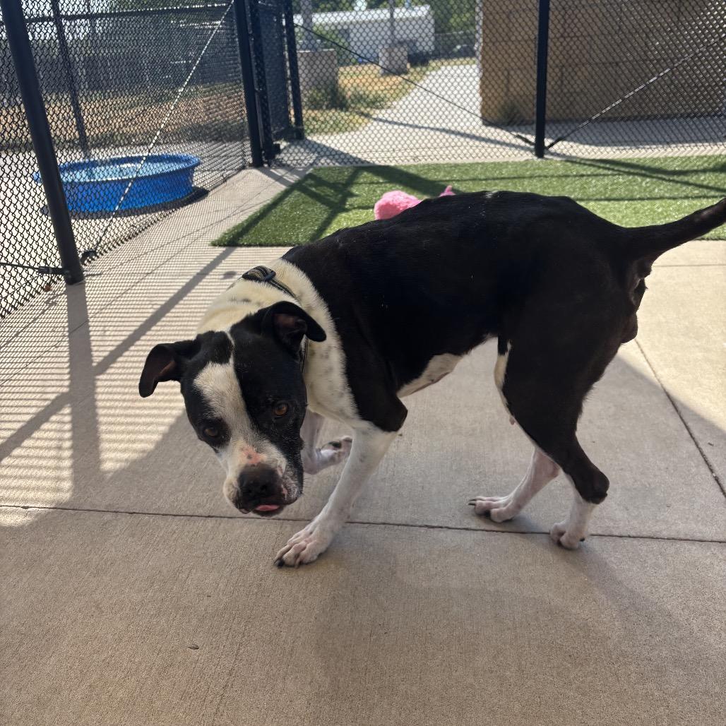 Enlarge Trudy, a Adoptable mixed breed in Norman, OK image 5/6