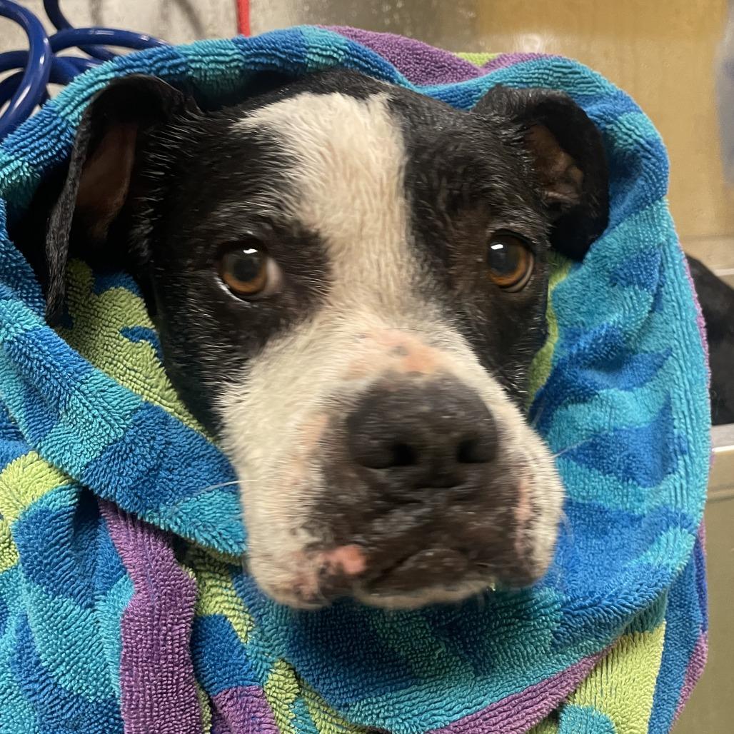 Enlarge Trudy, a Adoptable mixed breed in Norman, OK image 6/6