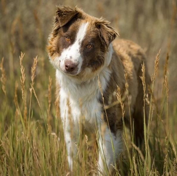 Rusty, Adoptable, Young Male Border Collie.