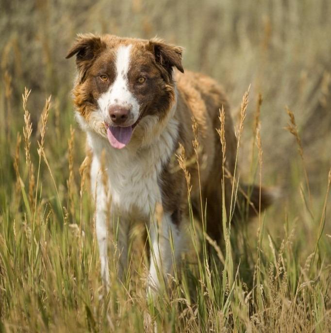 Enlarge Rusty, a Adoptable Border Collie in Thayne, WY image 2/3