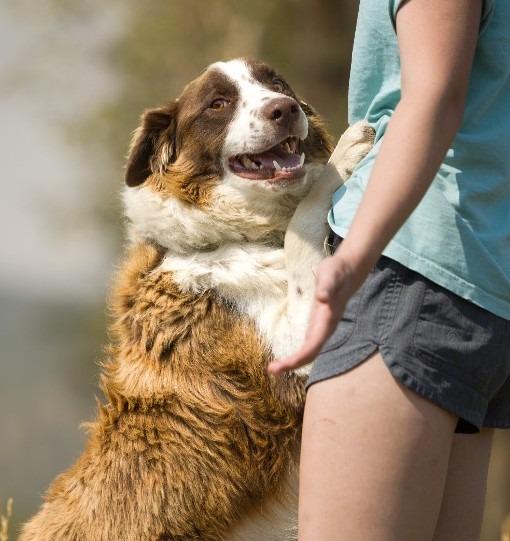 Enlarge Rusty, a Adoptable Border Collie in Thayne, WY image 3/3