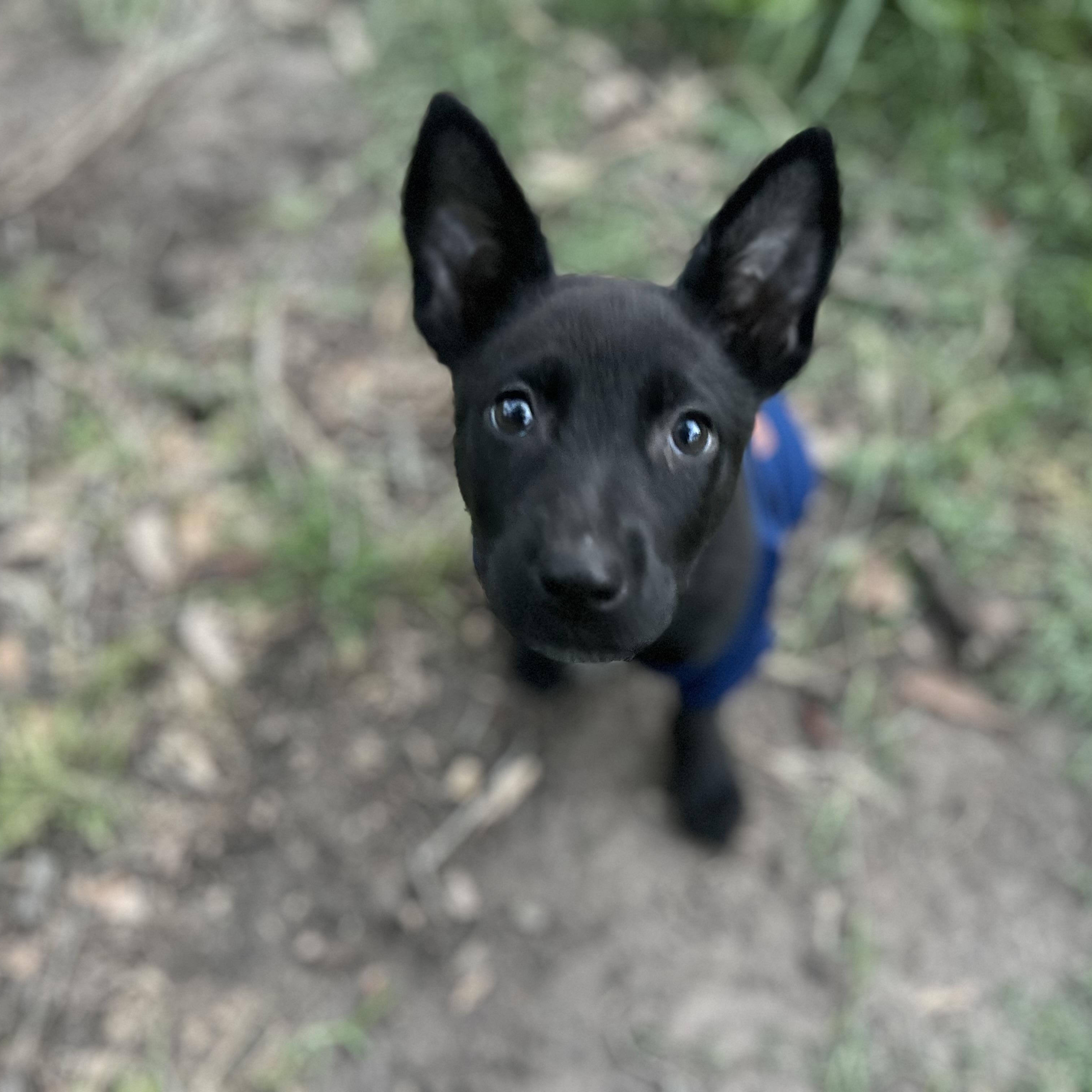 Enlarge Maze, a ADOPTABLE mixed breed in Houston, TX image 4/4