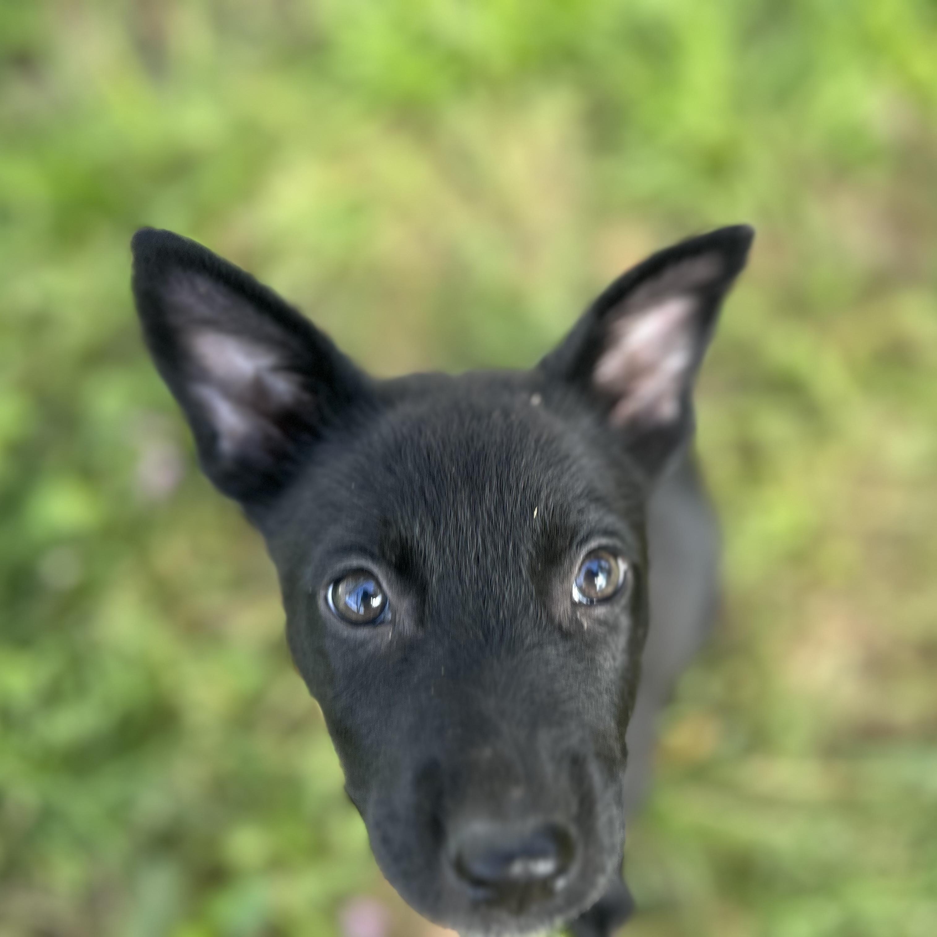 Enlarge Maze, a ADOPTABLE mixed breed in Houston, TX image 2/4