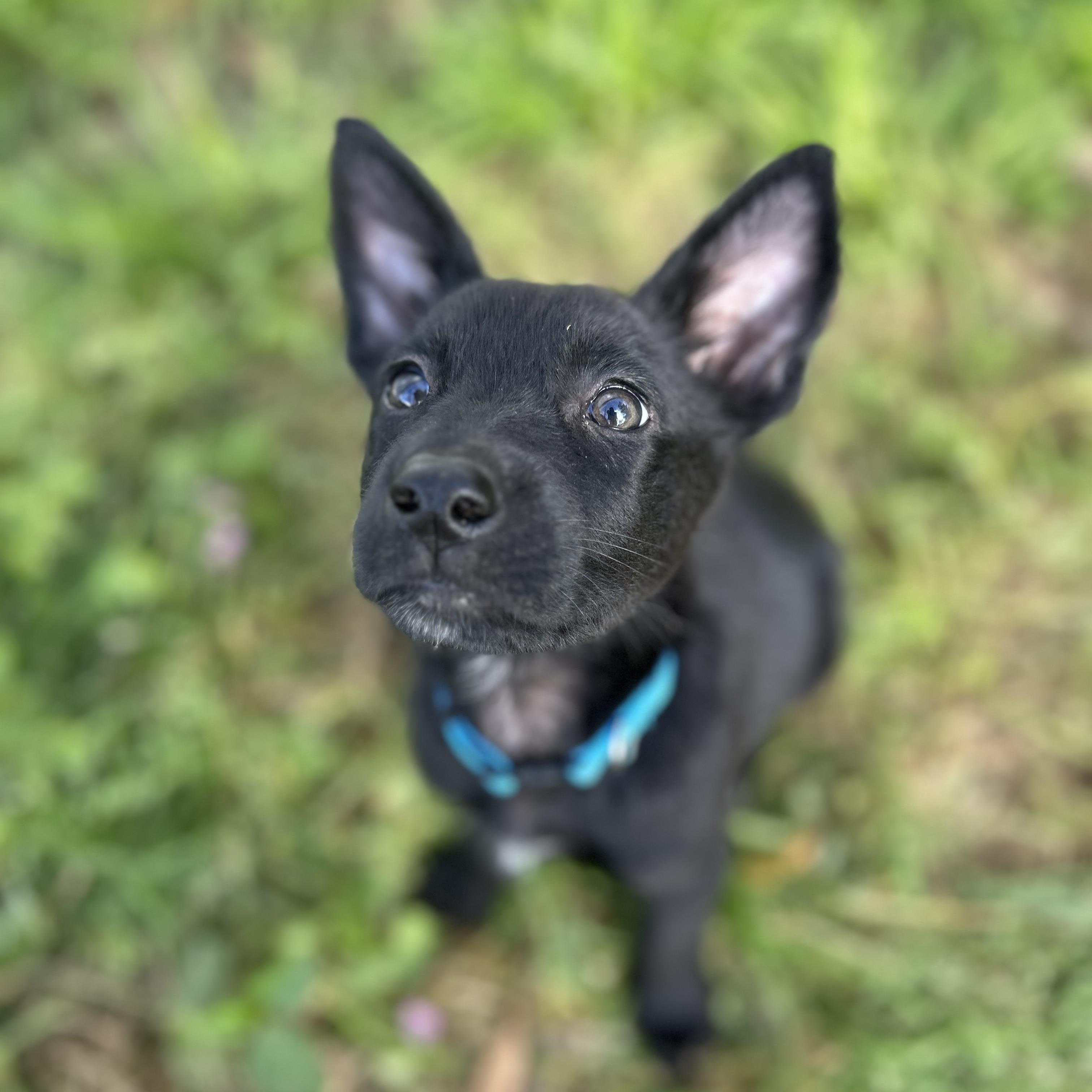 Maze, ADOPTABLE, Puppy Female German Shepherd Dog & Belgian Shepherd / Malinois.