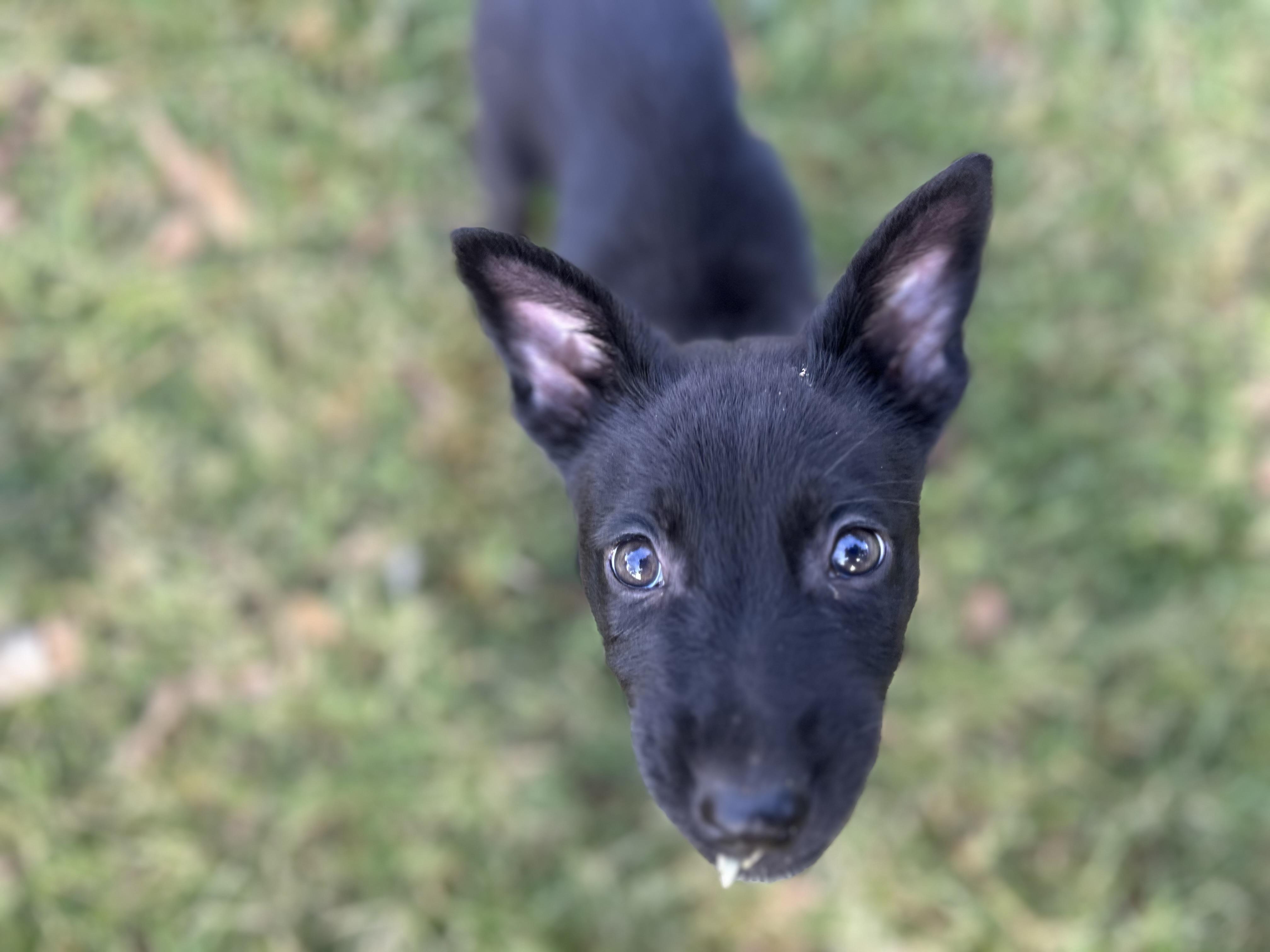 Enlarge Maze, a ADOPTABLE mixed breed in Houston, TX image 3/4
