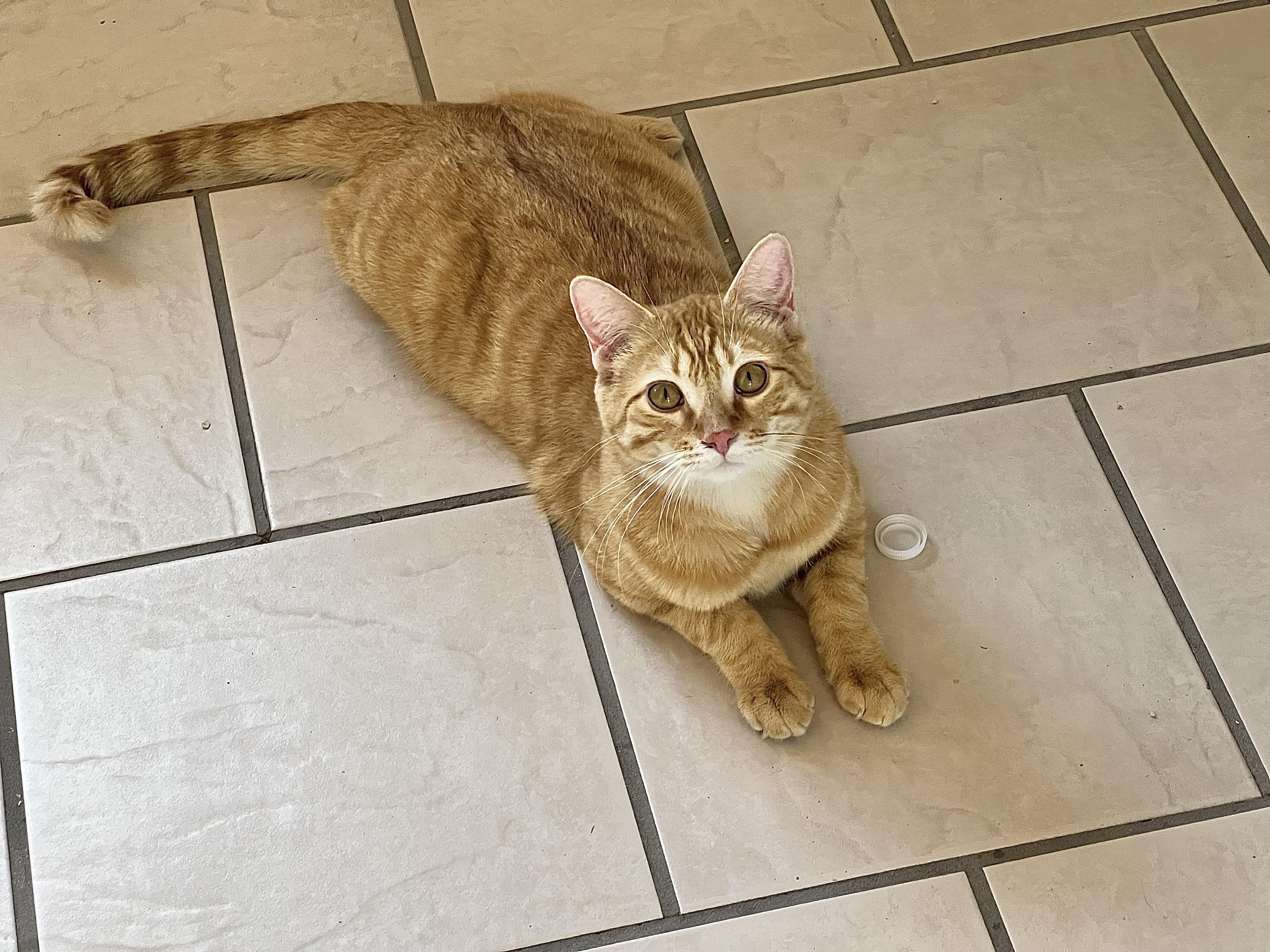 Enlarge Sebastian, an adoptable mixed breed in Delta, CO image 2/6