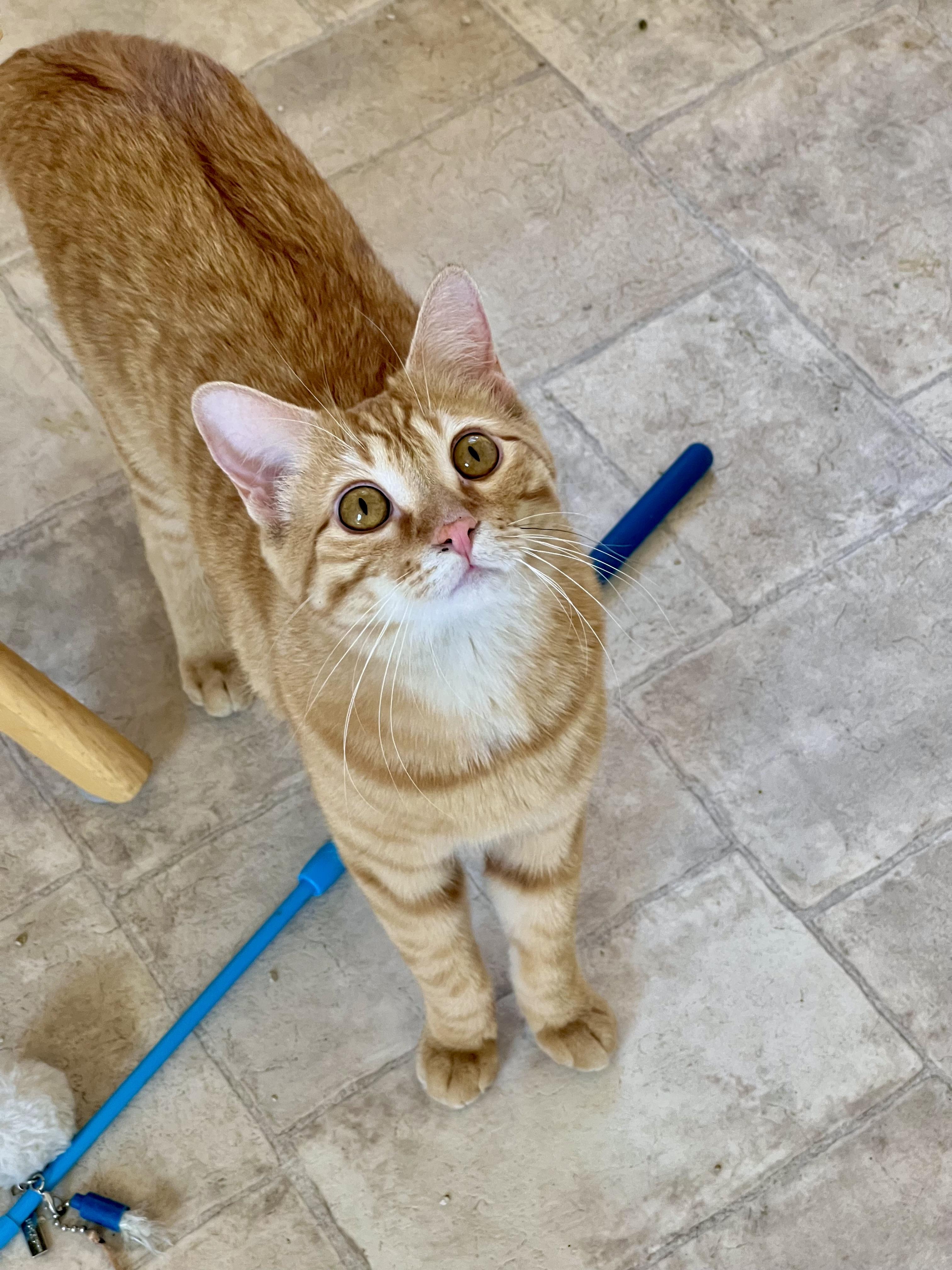 Sebastian, adoptable, Young Male Tabby.