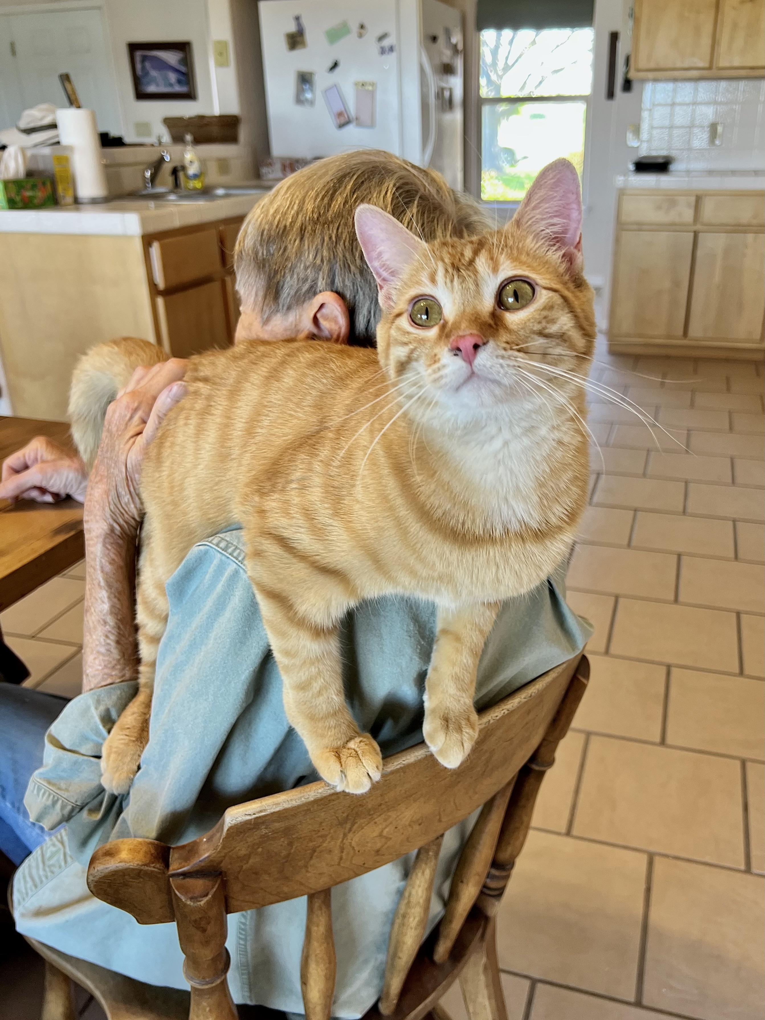 Enlarge Sebastian, an adoptable mixed breed in Delta, CO image 5/6