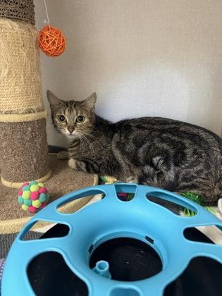 Roberta, Adoptable, Adult Female Domestic Short Hair & Domestic Short Hair.
