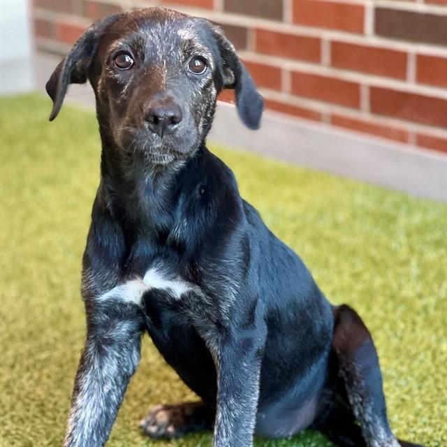 CAPRI, Adoptable, Puppy Female Mixed Breed.