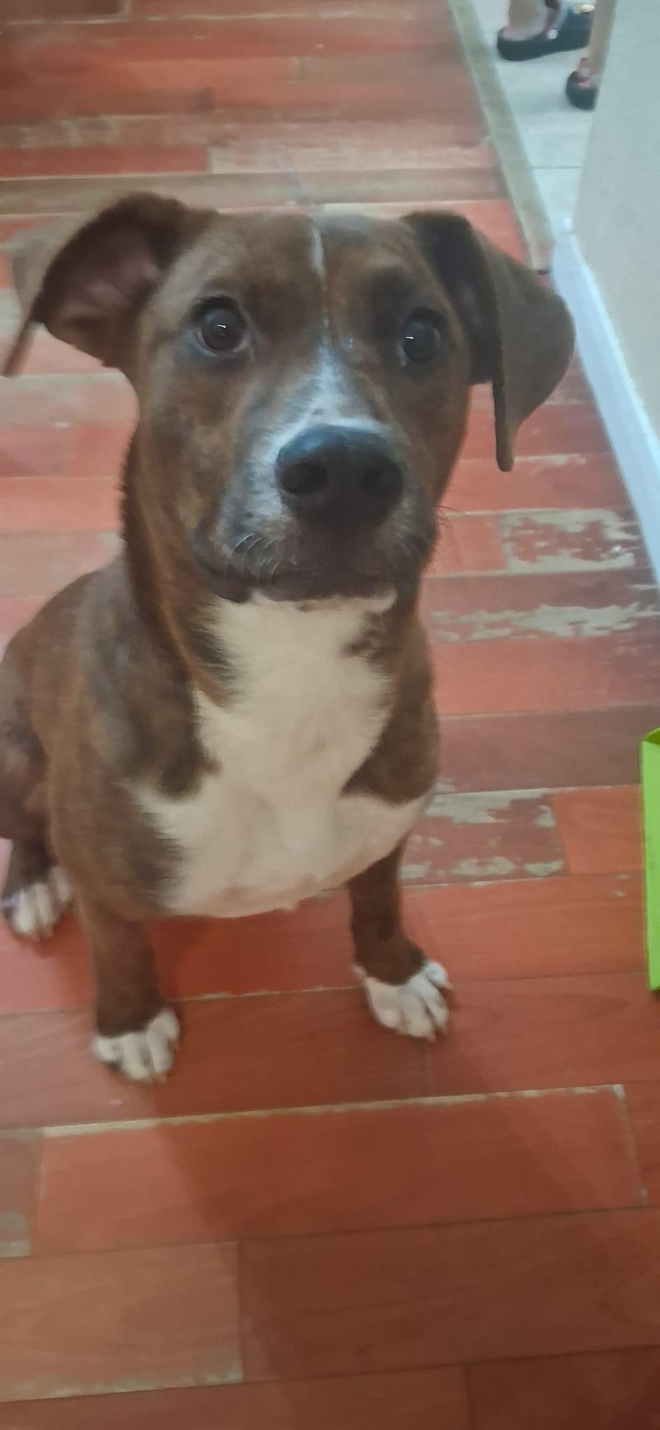 Enlarge Luna, a Adoptable mixed breed in Clifton, VA image 2/6