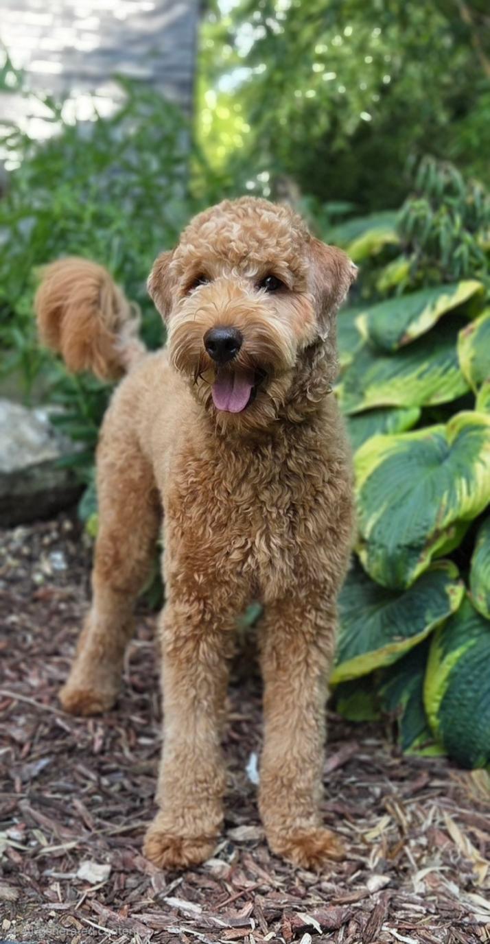 Travis, a ADOPTABLE Labradoodle in Bridgeton, MO image 2/5