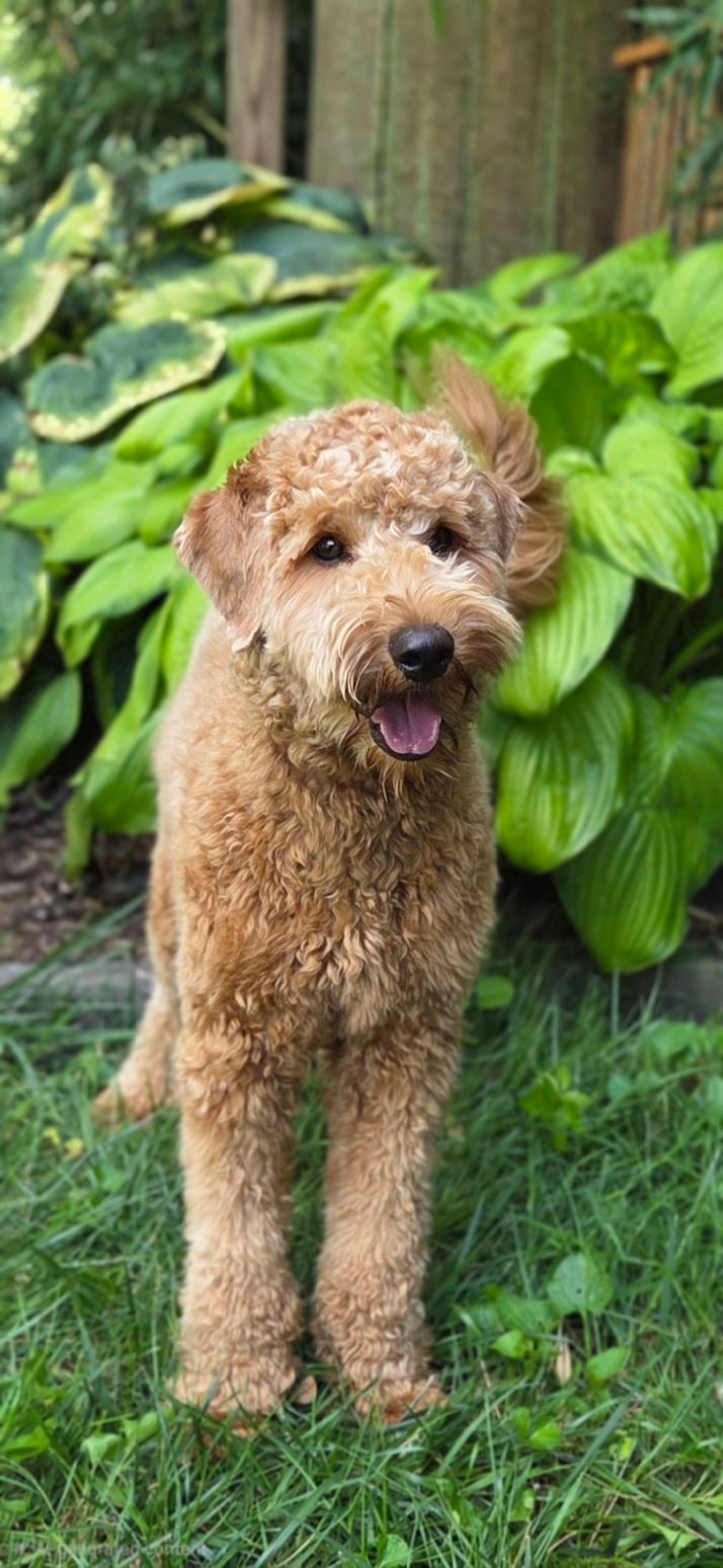 Travis, a ADOPTABLE Labradoodle in Bridgeton, MO image 3/5