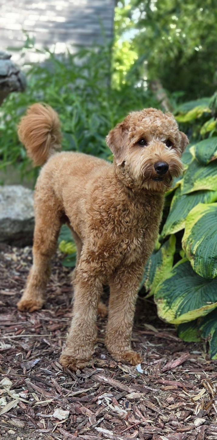 Travis, a ADOPTABLE Labradoodle in Bridgeton, MO image 5/5