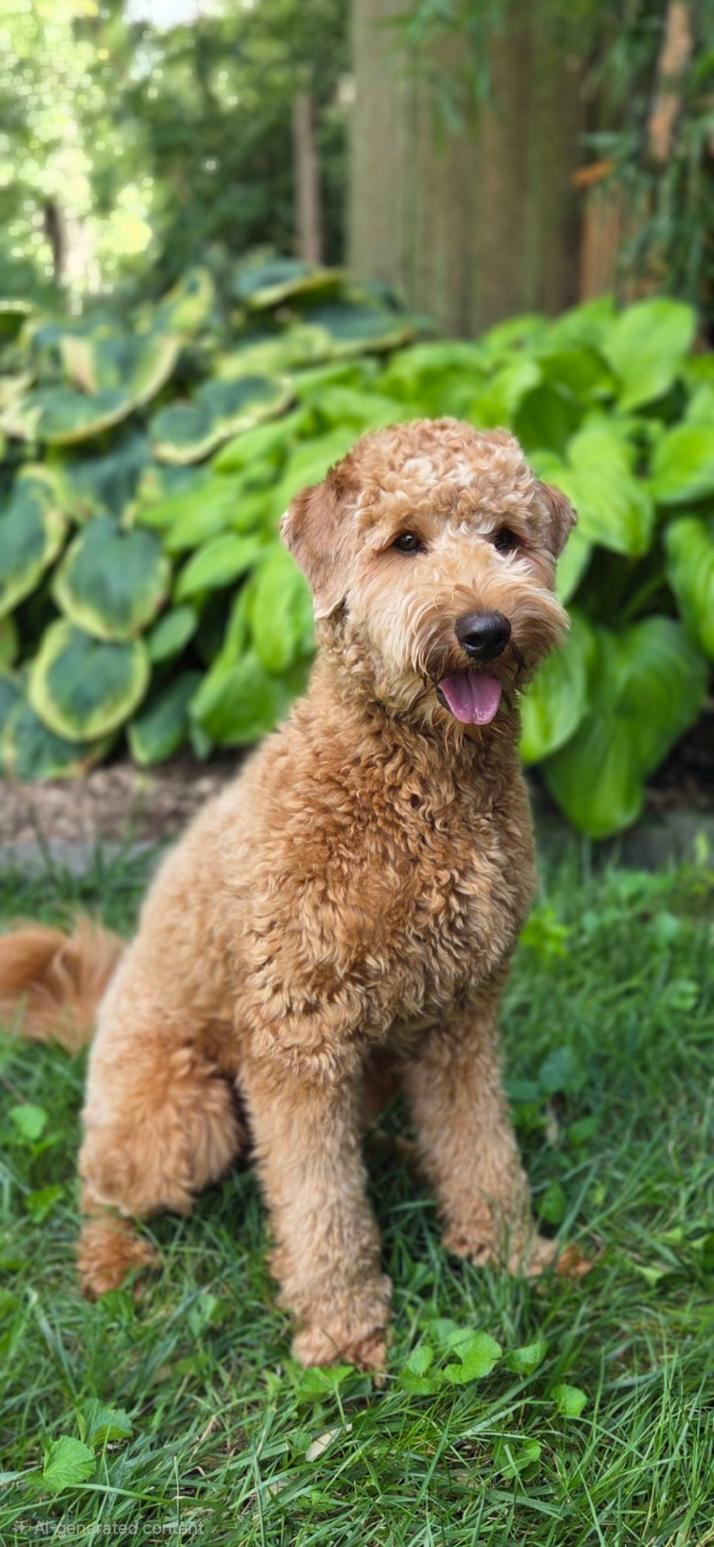 Travis, a ADOPTABLE Labradoodle in Bridgeton, MO image 1/5