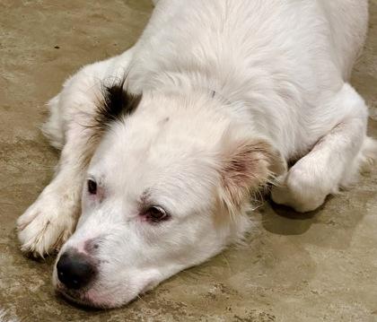 Mama Tabby, Adoptable, Adult Female Great Pyrenees & Mixed Breed.