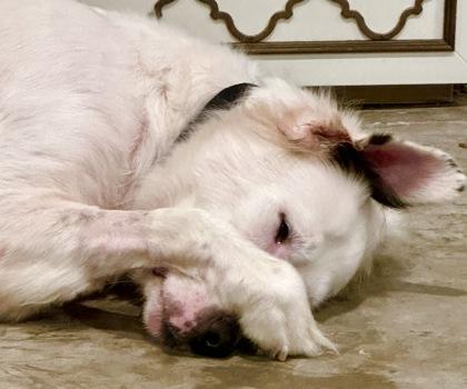 Mama Tabby, Adoptable, Adult Female Great Pyrenees & Mixed Breed.