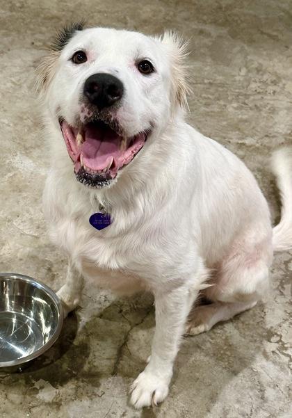 Enlarge Mama Tabby, a Adoptable mixed breed in Fort Worth, TX image 3/3