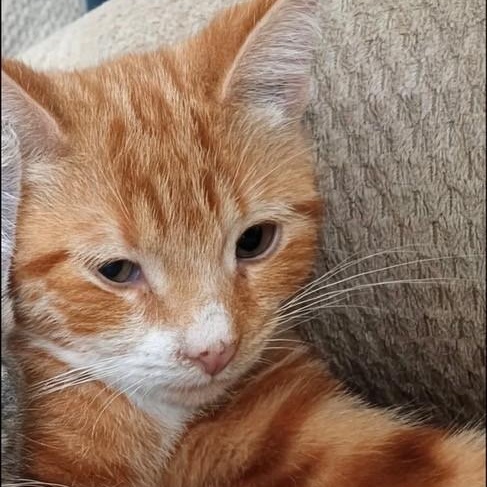 Birch, an adopted Tabby in Westland, MI image 3/4