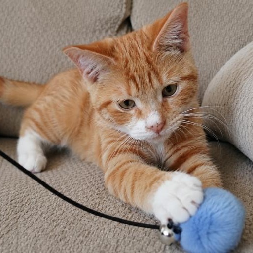 Birch, an adopted Tabby in Westland, MI image 2/4