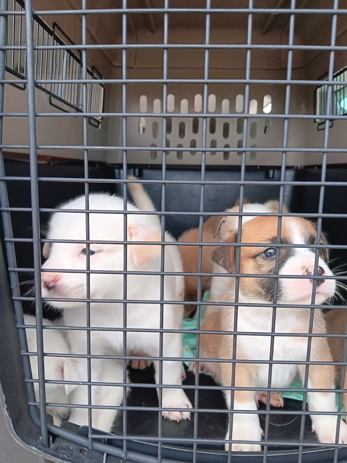 Hudson, Adopted, Puppy Female Australian Cattle Dog / Blue Heeler & Yellow Labrador Retriever.