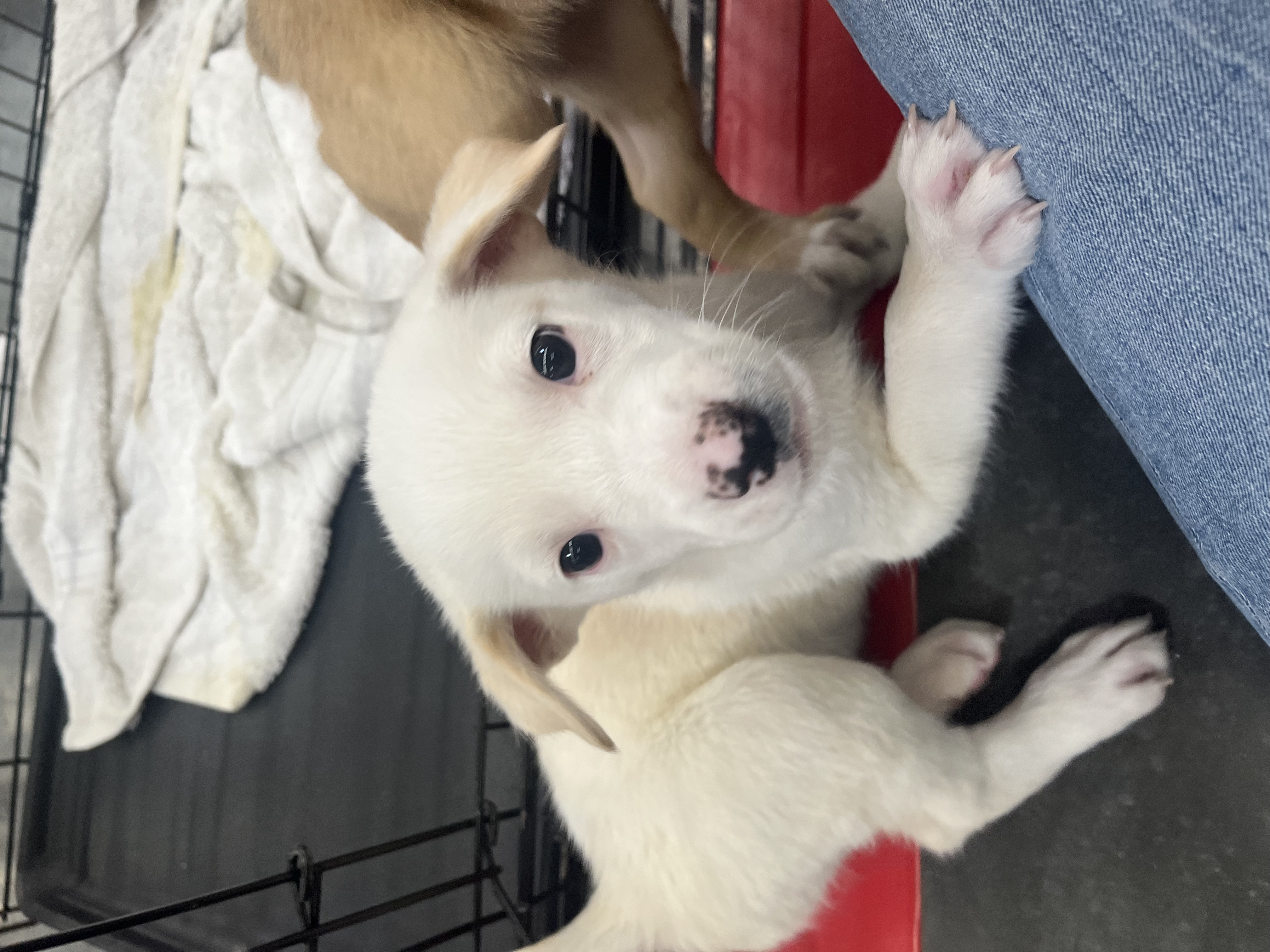 Hudson, a Adopted mixed breed in Scottsdale, AZ image 2/3