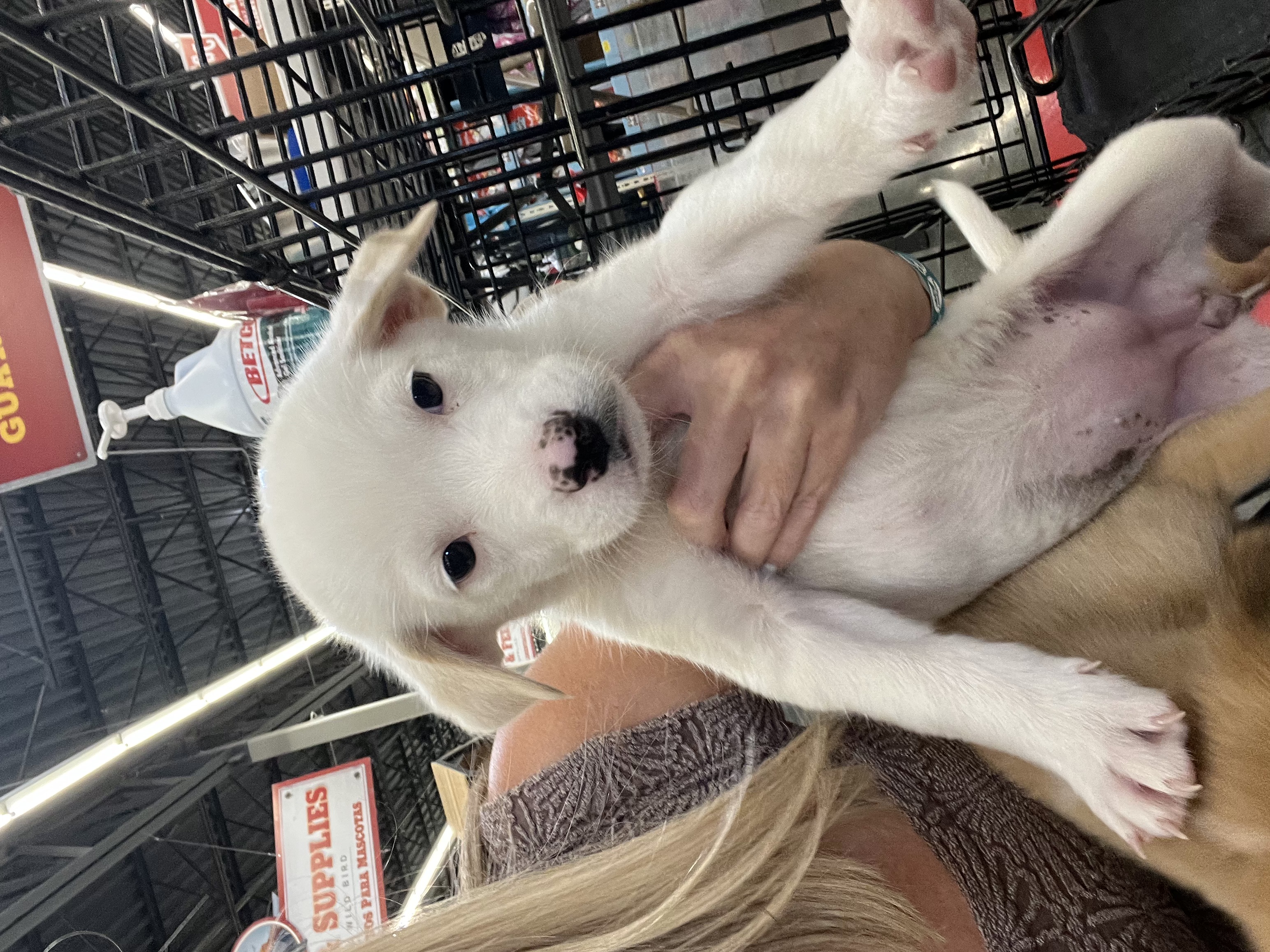 Hudson, a Adopted mixed breed in Scottsdale, AZ image 3/3