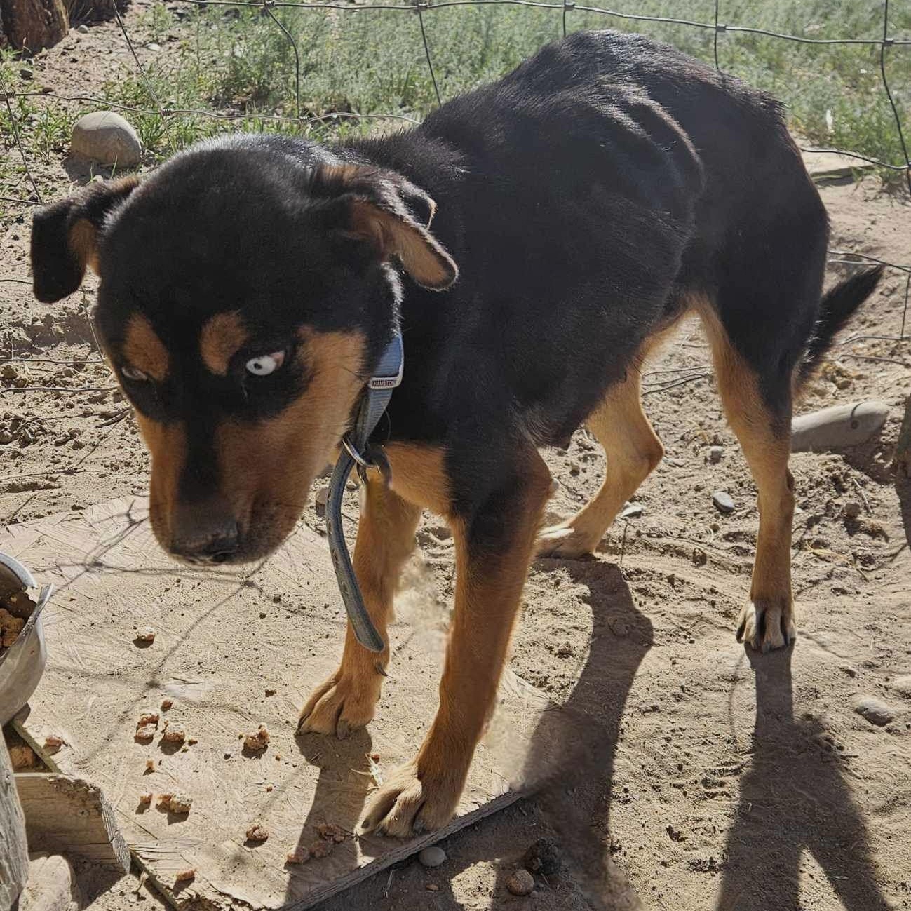Athena, a Adoptable mixed breed in Durango, CO image 2/2