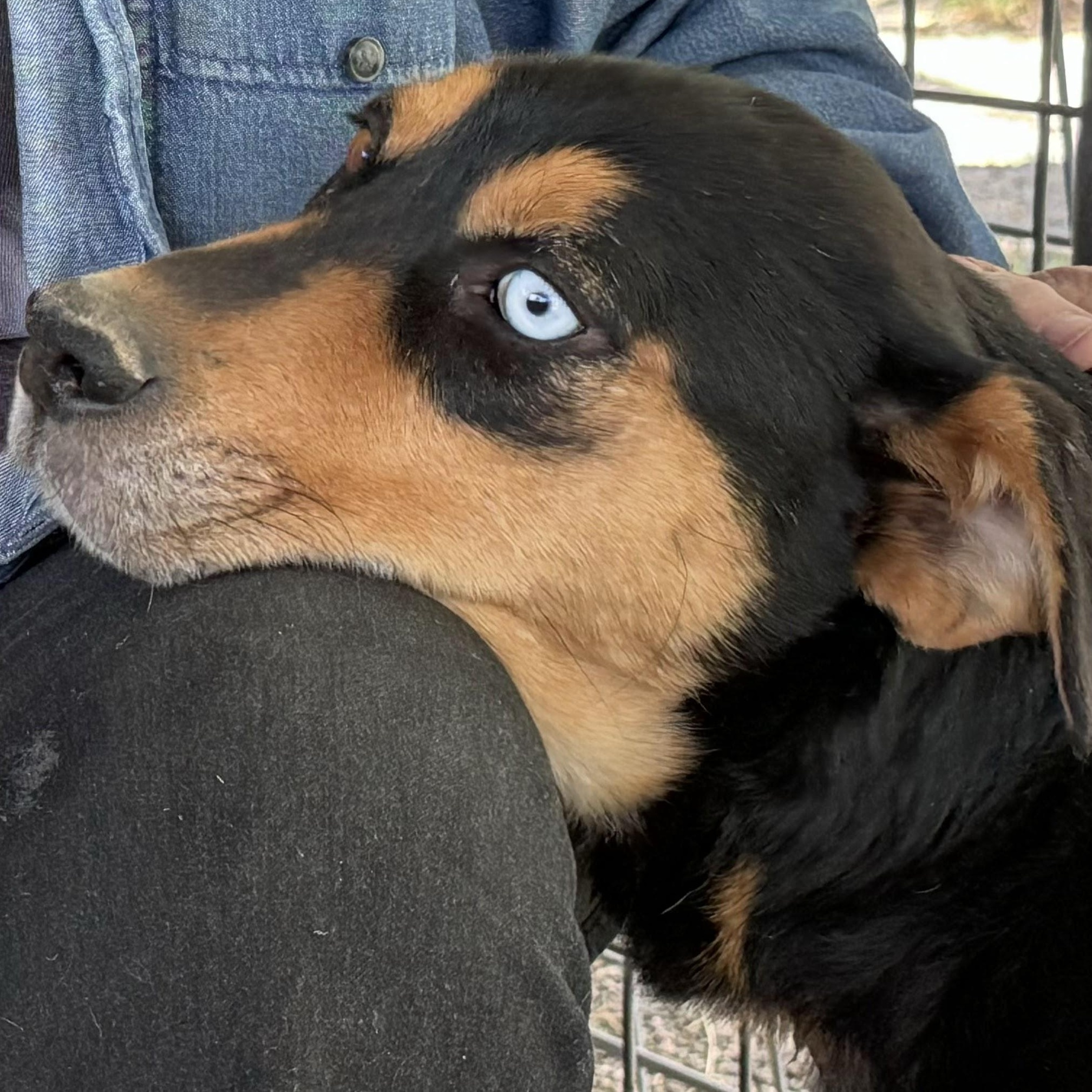 Athena, a Adoptable mixed breed in Durango, CO image 1/2