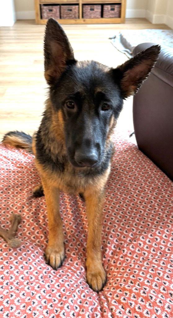 Cadence, Adoptable, Young Female German Shepherd Dog.