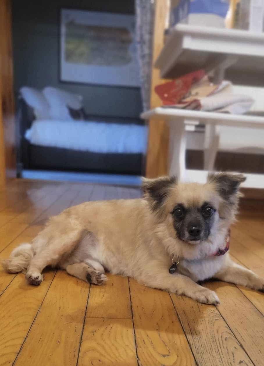 Banzai, Adoptable, Adult Male Pomeranian & Cairn Terrier.