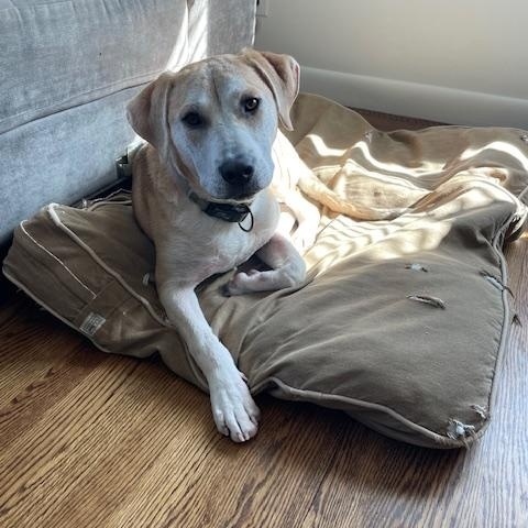 GROVER, Adoptable, Young Male Mixed Breed.