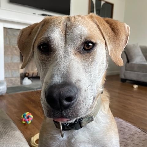 Enlarge GROVER, a Adoptable mixed breed in Cranston, RI image 2/2