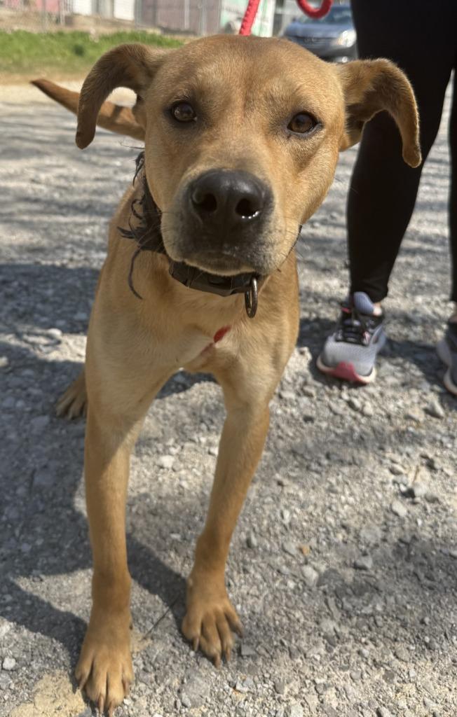 Enlarge Wiggles, a Adoptable mixed breed in Lawrenceburg, TN image 1/1