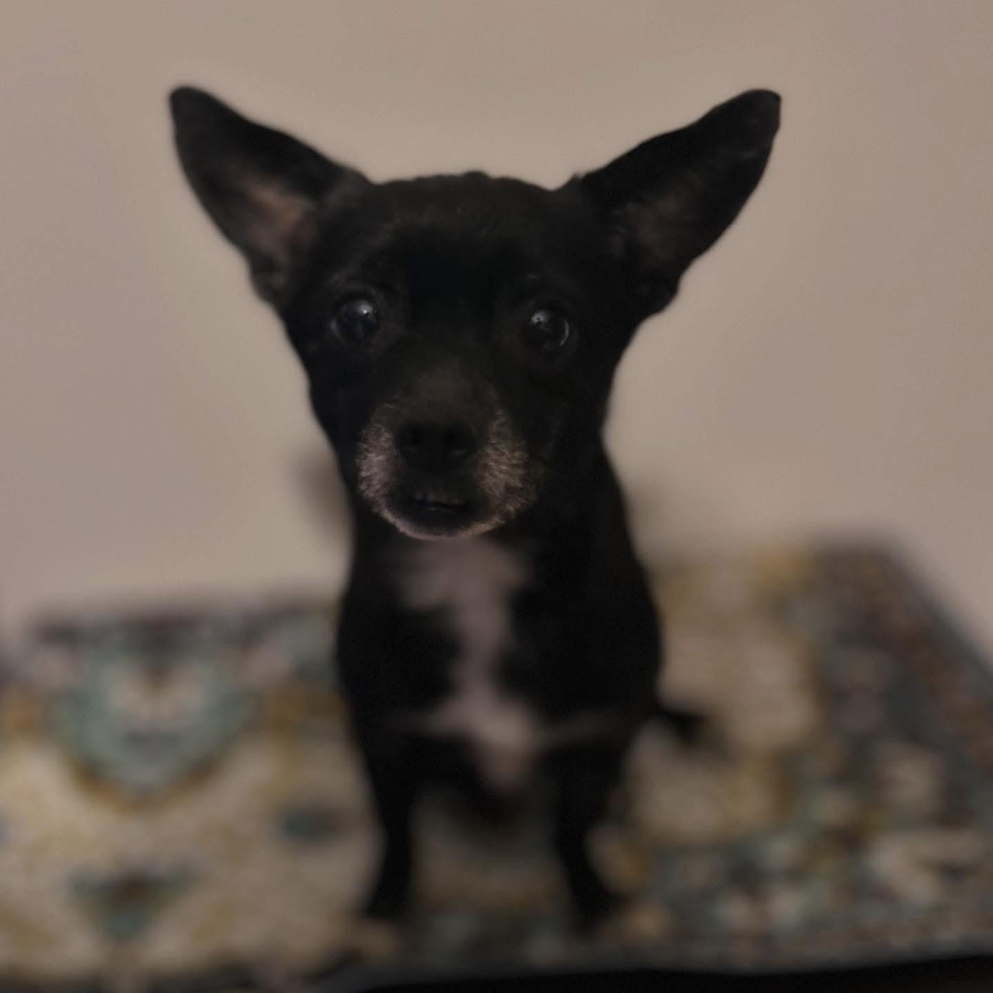 Enlarge Raven, an adoptable Chihuahua in West Falls, NY image 3/3