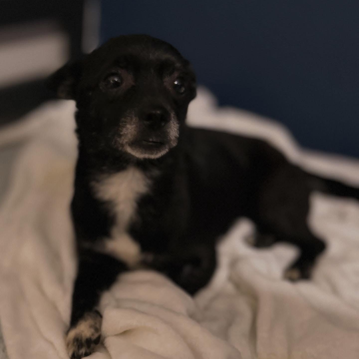 Enlarge Raven, an adoptable Chihuahua in West Falls, NY image 2/3