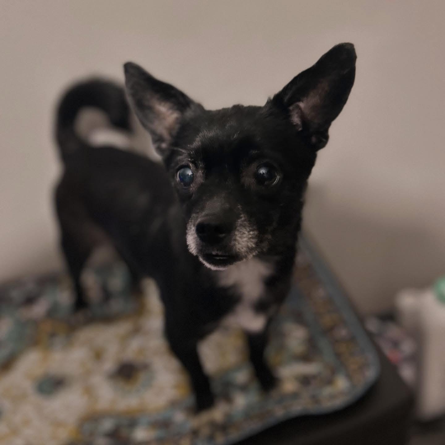 Raven, adoptable, Adult Female Chihuahua.