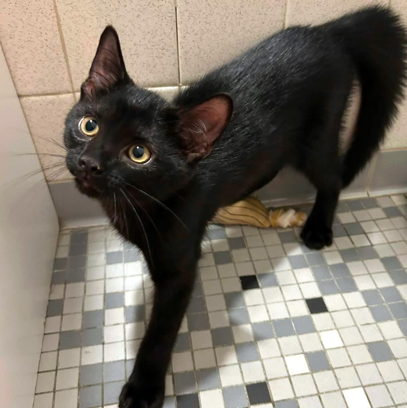 Sam, an adopted Domestic Short Hair in Pittsburgh, PA image 3/6