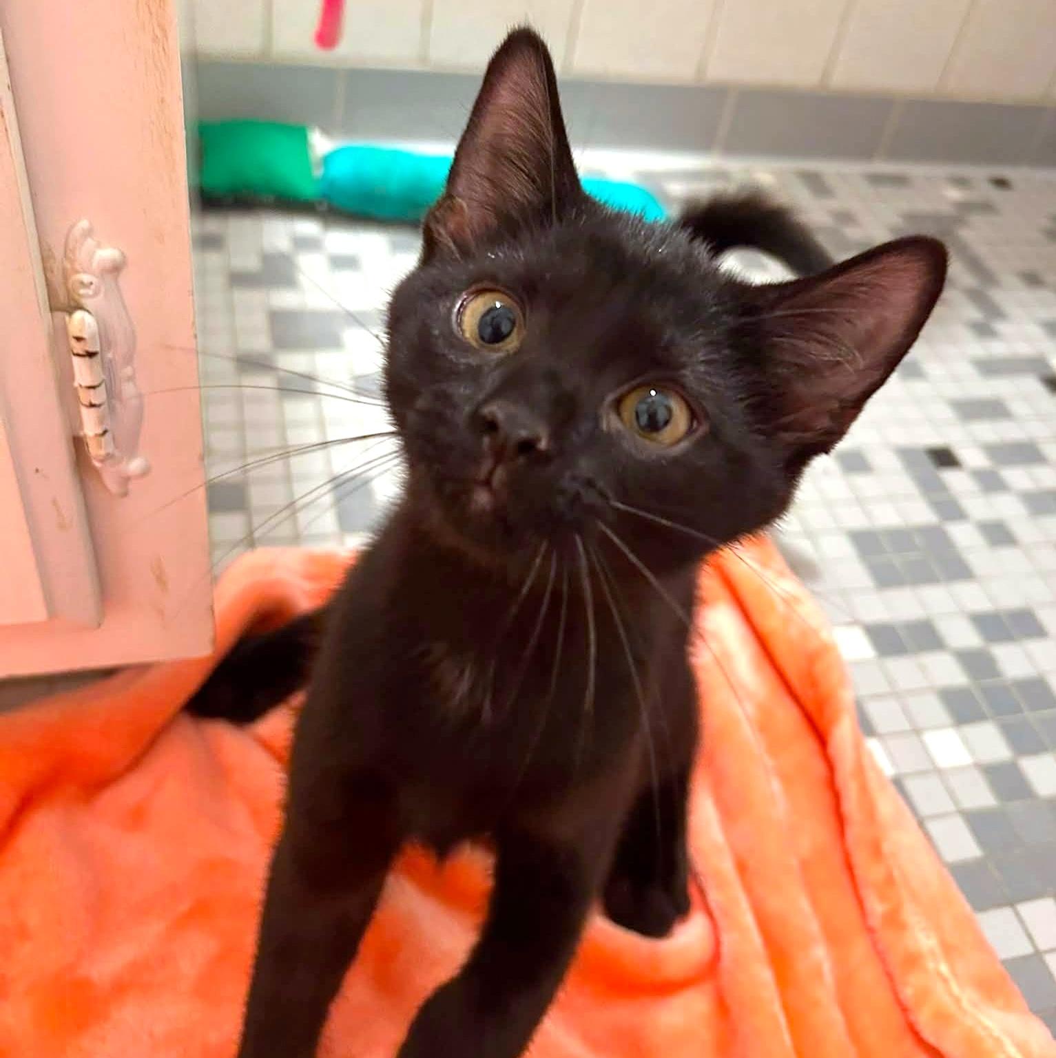 Sam, an adopted Domestic Short Hair in Pittsburgh, PA image 4/6