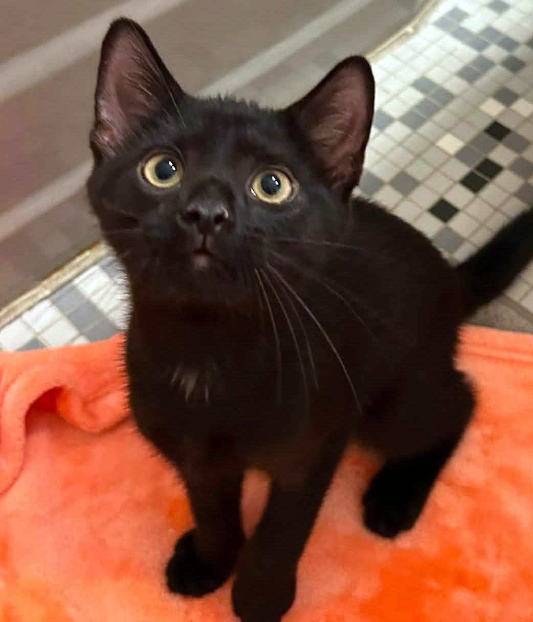 Sam, an adopted Domestic Short Hair in Pittsburgh, PA image 2/6