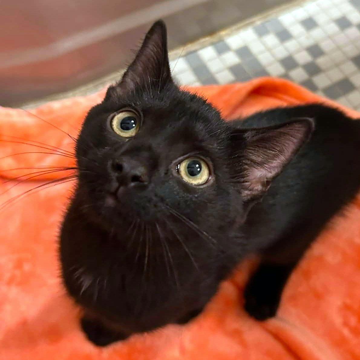 Sam, an adopted Domestic Short Hair in Pittsburgh, PA image 5/6