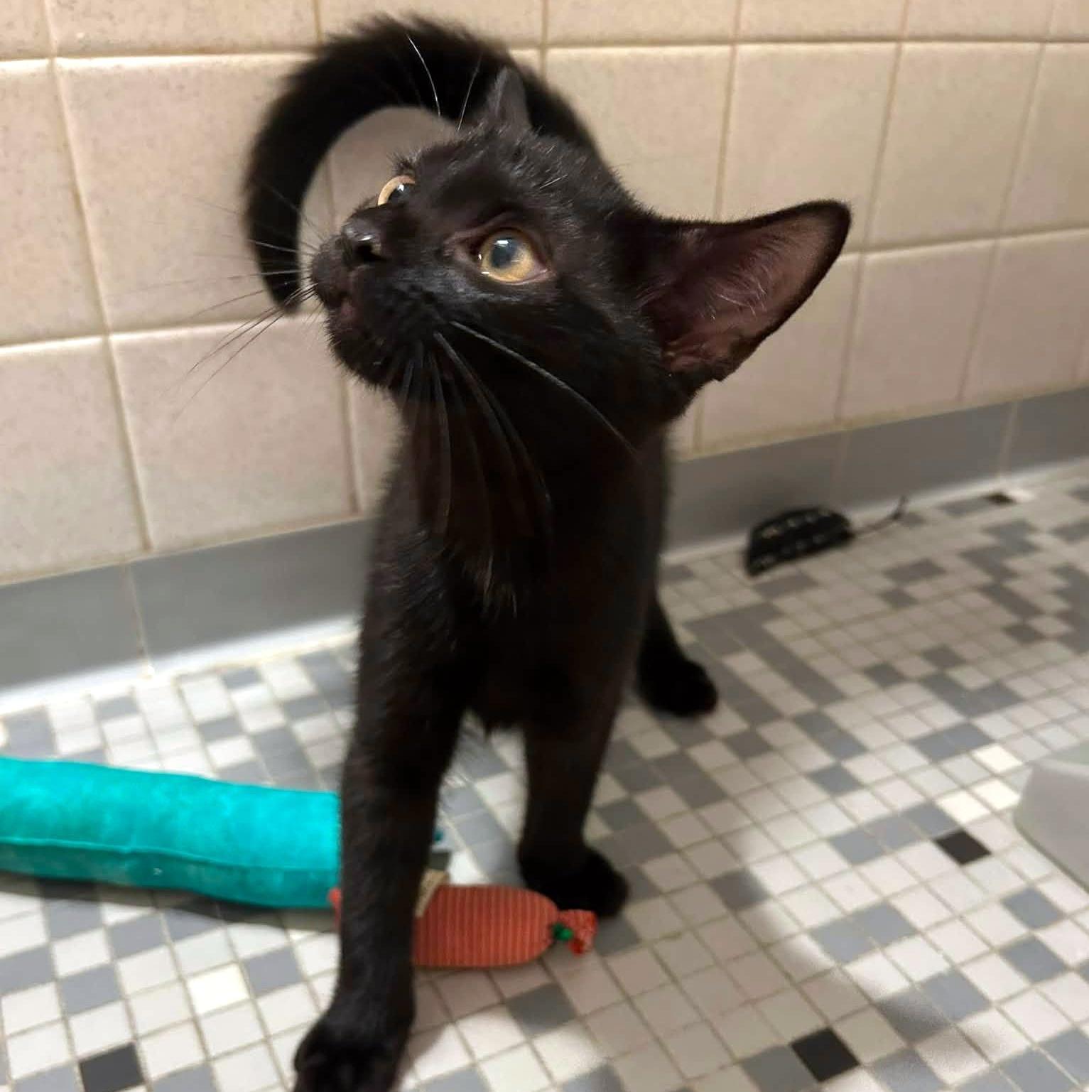 Sam, an adopted Domestic Short Hair in Pittsburgh, PA image 6/6