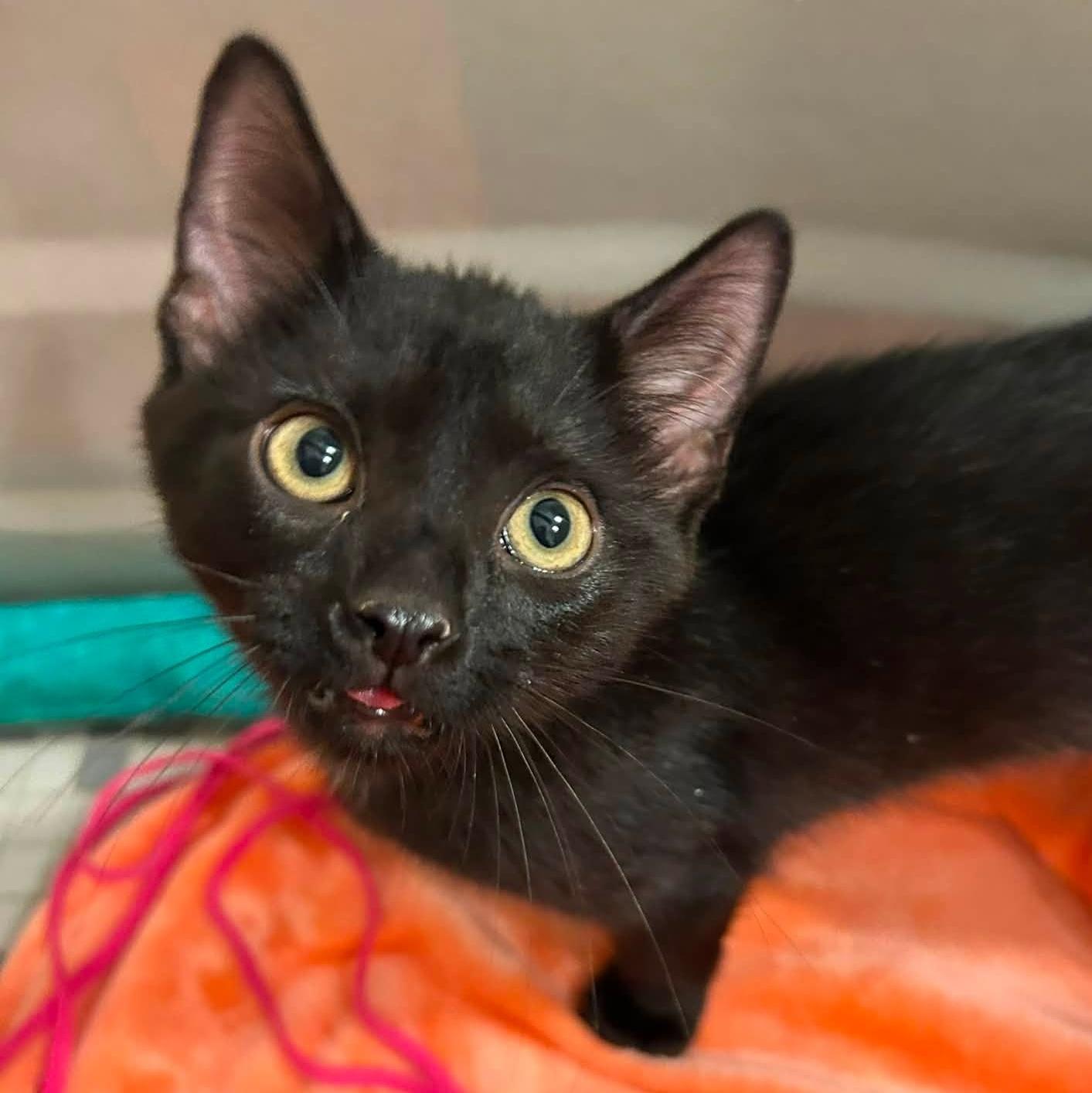 Sam, adopted, Kitten Male Domestic Short Hair.