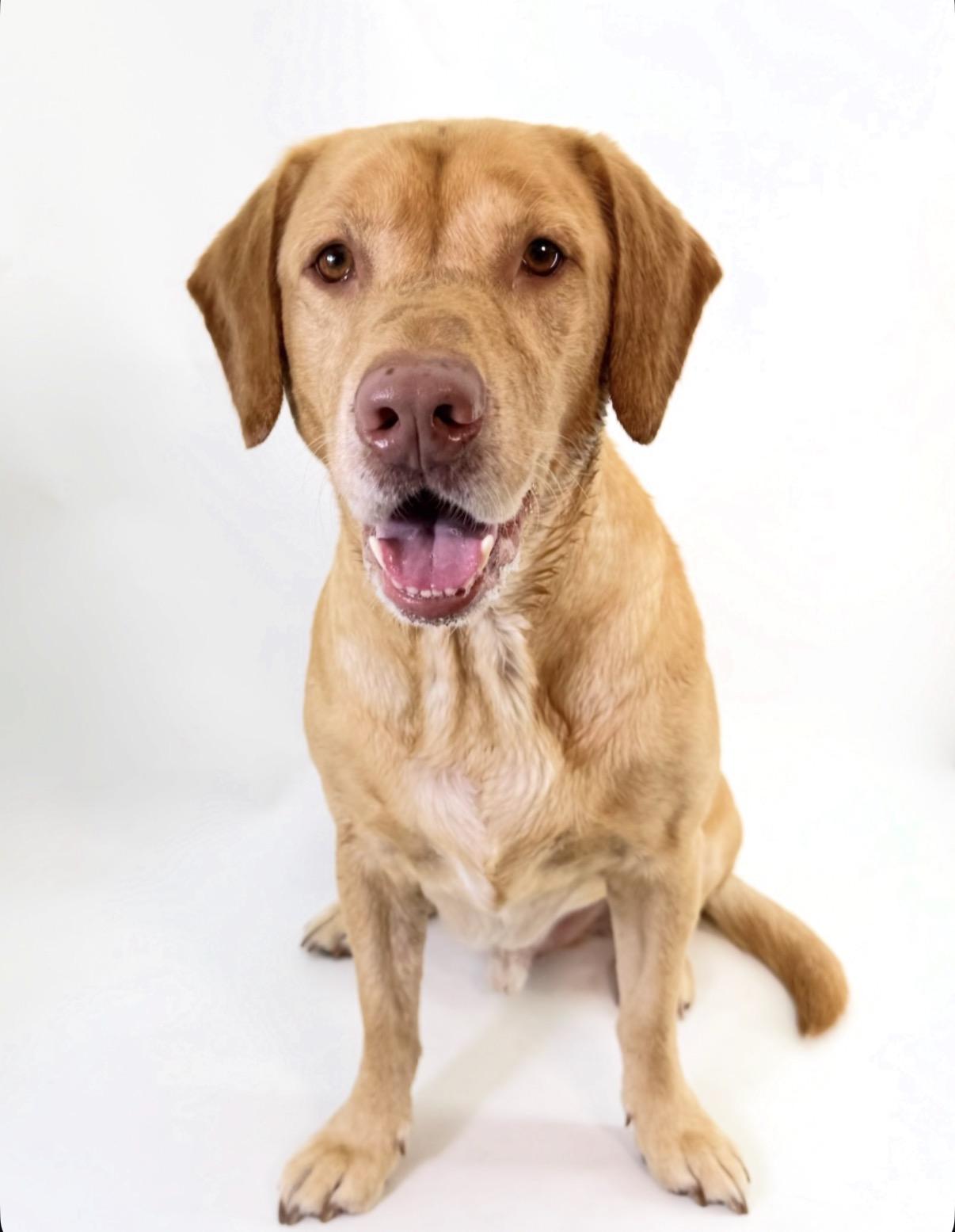 Enlarge Thor, a Adoptable Labrador Retriever in Scottsdale, AZ image 4/4