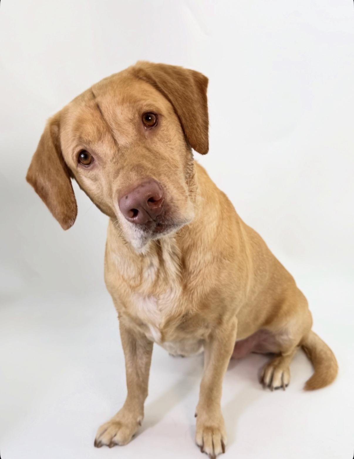 Enlarge Thor, a Adoptable Labrador Retriever in Scottsdale, AZ image 2/4