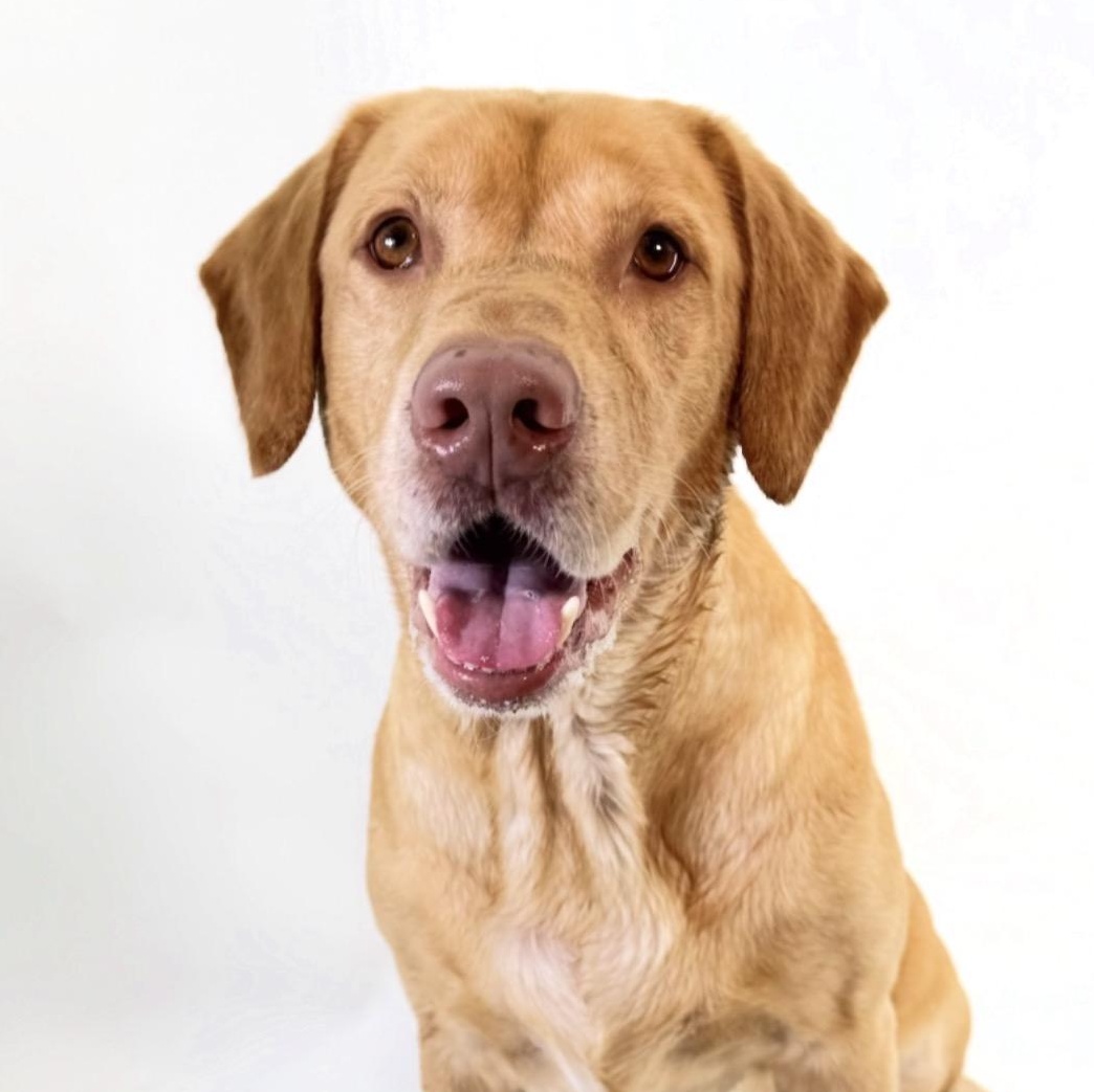 Thor, Adoptable, Adult Male Labrador Retriever.