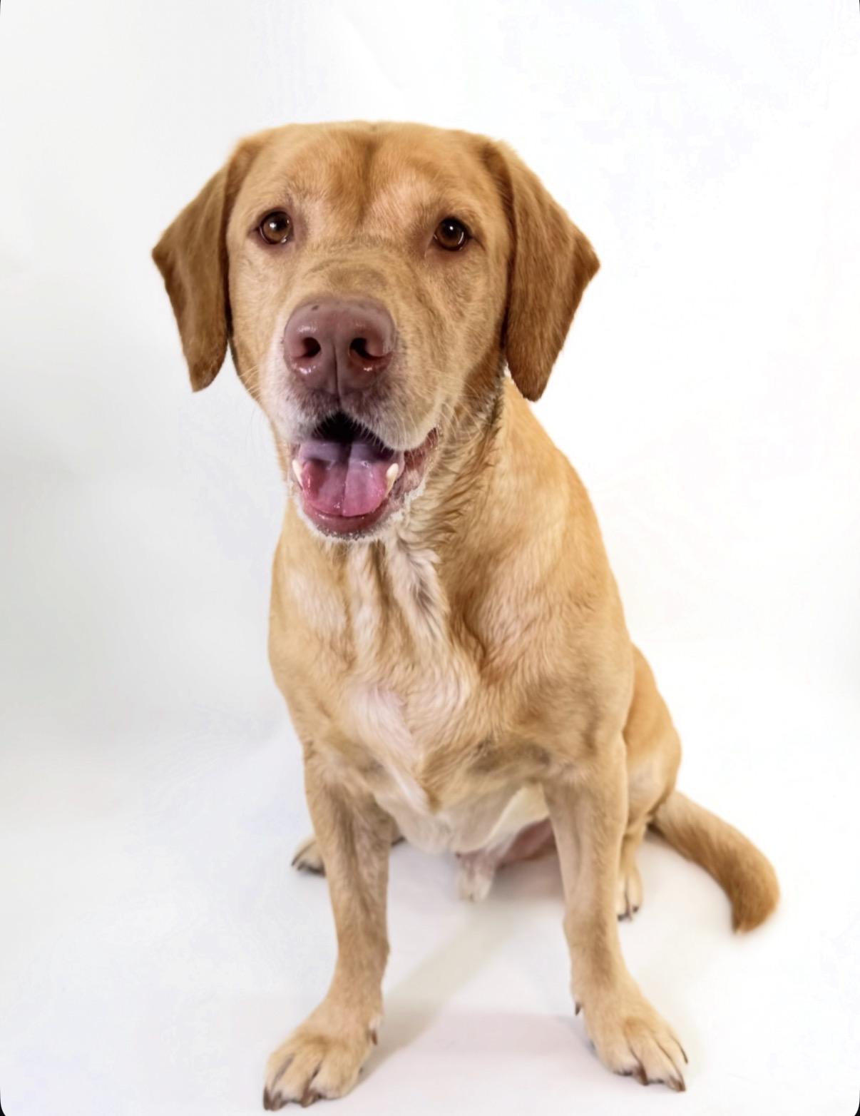 Enlarge Thor, a Adoptable Labrador Retriever in Scottsdale, AZ image 3/4